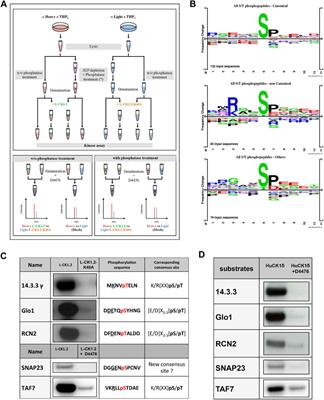 Identification of the Host Substratome of Leishmania-Secreted Casein Kinase 1 Using a SILAC-Based Quantitative Mass Spectrometry Assay